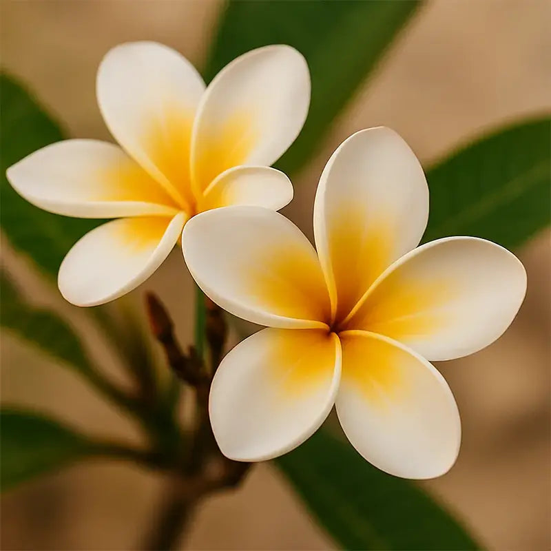 Frangipanier : l’âme de notre Voyage Balinais