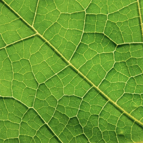 Le collagène végétal, secret d’une peau ferme
